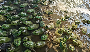 原料價(jià)格持續(xù)上漲，今年牛蛙市場(chǎng)要“?！逼饋?？