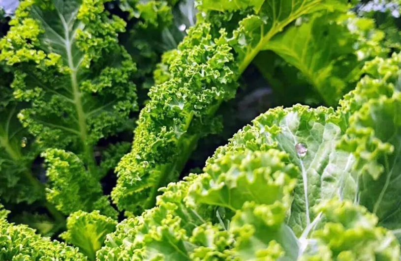 白象、袁記、三全、思念…紛紛盯上羽衣甘藍(lán)，“超級(jí)植物”開始席卷速凍食品？